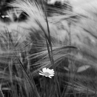 Логотип @fotoboxspace - Записки Фотографа