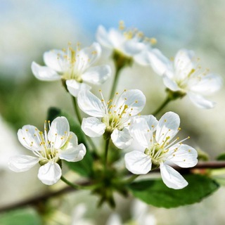 Логотип @fotoellena - МИР ФОТО / ПРИРОДА