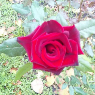 Логотип @fotografii - Фотографии