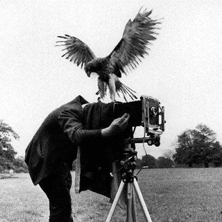 Логотип @fotohistory_end_cats - История + Котики + Музыка