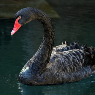 Логотип @fotokomod - fotokomod