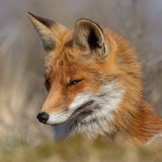 Логотип @foxaesthetics - Эстетика Лис