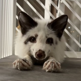 Логотип @foxcorelisy - Foxcore / Лисы