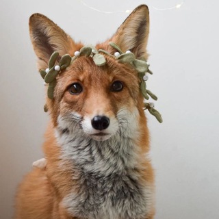 Логотип @foxiki_bot - Fox Random