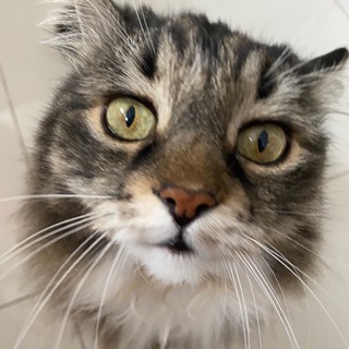 Логотип @foxonstrike - Fox on strike