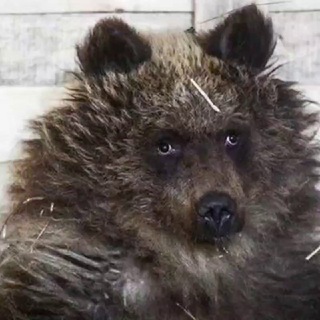 Логотип @fpv_videos - yez_i_fly