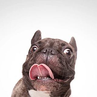 Логотип @franchielove - FranchieLove❤️Французские бульдоги