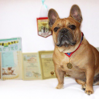 Логотип @frantsuzkie_buldogi - Французские бульдоги