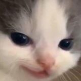 Логотип @fredsterchat - Фрид Chat