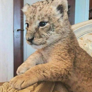 Логотип @free_f1ree_rasmiy - Javlon top