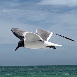 Логотип @freedomforfuture - FreedomForFuture