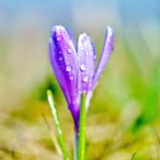 Логотип @freiegermanischeheilkunde - Seelenheil ❤️ Germanische Heilkunde