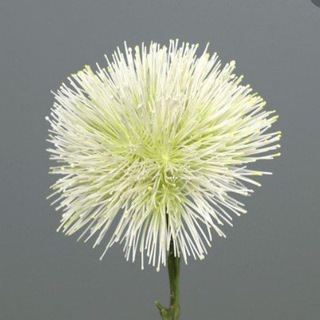 Логотип @freiheitsvideos - Freiheitsvideos