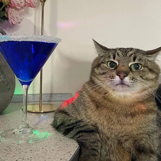 Логотип @friday_cat - Кот Степан