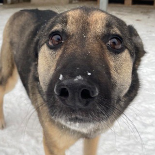 Логотип @friends_havinga - friends_havinga_a_tail