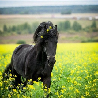 Логотип @friesian_horses - 💗💗фризская лошади 💗💗