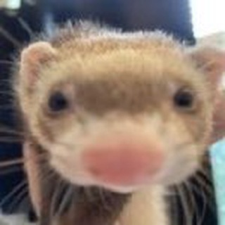 Логотип @fritposting - Fritposting