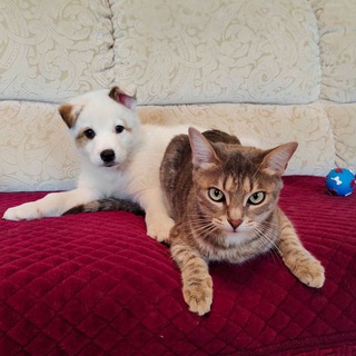 Логотип @frodo_kasper - Фродо&Бэлла&😸😸😸