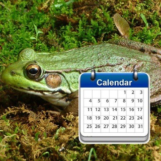 Логотип @frogaday - daily frogs