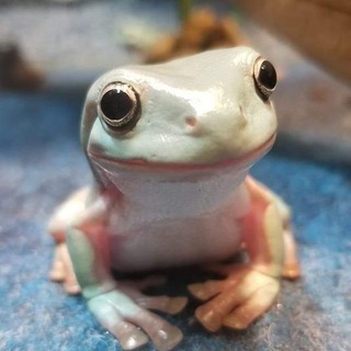 Логотип @frogsfrogsfrogs1 - Frogs Frogs Frogs