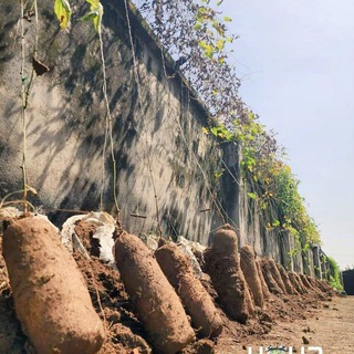 Логотип @fromvillagetocityfarm - Smart 🧠 Farming 🌱 🌴 🚜 🌳