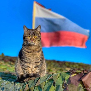 Логотип @frontpitomec - Фронтовые питомцы СВО