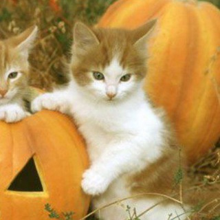 Логотип @froshkeke - закрыто охуеть фрошкекс🧟🎃
