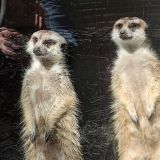 Логотип @frozenframestg - Общение и приватка в2