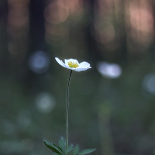 Логотип @fuente_el2 - Лес из книг / Элина Стоянова