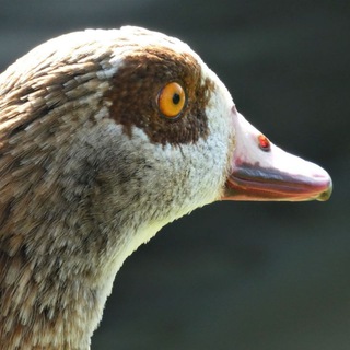 Логотип @fun_lifehacks - Хэндмейд и лайфхаки ✔️