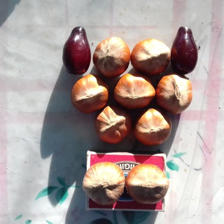 Логотип @funduktrapezund - Фундук и кизил в каждый дом.