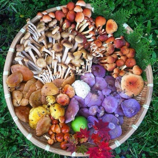 Логотип @fungithera - Fungithera /Биохакинг/ Здоровое питание