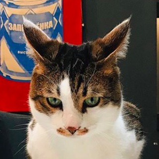 Логотип @funkcat - Погладь кота