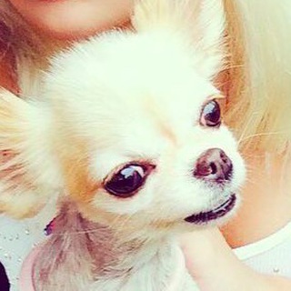 Логотип @funkdog - Погладь пса