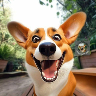 Логотип @funkorgi - Мемы Корги 🧨