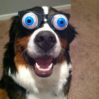 Логотип @funny_animals_eng - Funny Animals