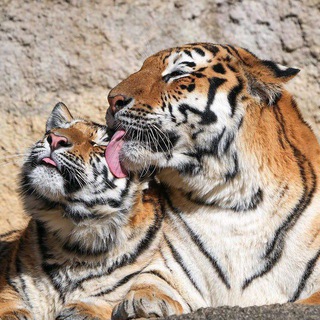 Логотип @funny_animals_n1 - FUNNY ANIMALS