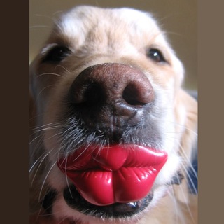 Логотип @funny_animals_shorts - Смешные ролики с животными 🦊🦝🐱 Позитивные собаки коты еноты попугаи 🐇🐿🦜#shorts funny animals 🐷🐸🐭