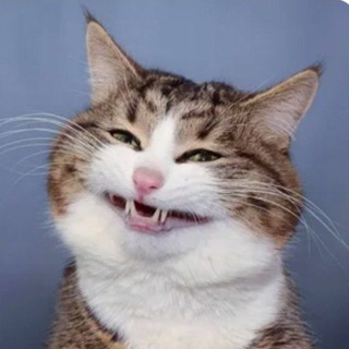 Логотип @funny_cats2023 - Забавные животные😺🐶🐼.