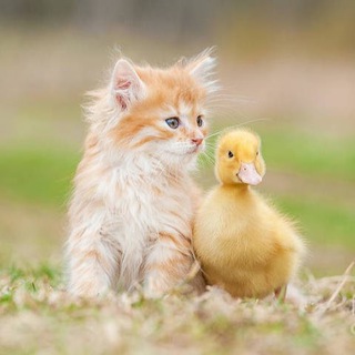 Логотип @funny_cute_kotiki - Funny cats and more🐈