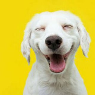 Логотип @funnyav - Funny Animals Videos ~ Cute Humour Gifs