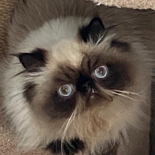 Логотип @funnycatsandcats - Усатый друг. Все о котах и кошках