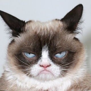 Логотип @funnycatsgifs - Funny Cats Gifs