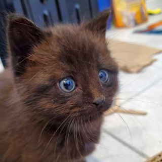 Логотип @funnycatswow - Забавный котий