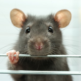 Логотип @funnymousehahah - 🐭Dead Mouse🐭