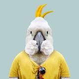 Забавные Попугаи