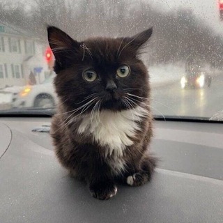 Логотип @furry_taleee - A Furry Tale