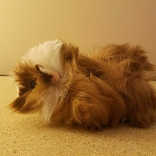 Логотип @furryartmarket - SFW Furry Art Market