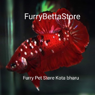 Логотип @furrybettastore - Furry Betta Store