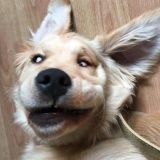 Логотип @furryfollies - Пушистые глупости | смешные животные